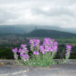 Thistle, the flower of Scotland. The tassels on a Scottish sporran are intended to depict the thistle.