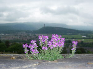 Thistle, the flower of Scotland. The tassels on a Scottish sporran are intended to depict the thistle.